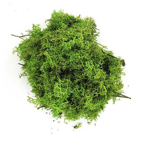 Lichene Verde per Presepe, Adatto per Creare Cespugli e Alberi per Presepe, Verde, 100 Grammi